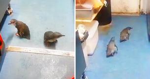 Cute Penguin Couple Keeps Breaking Into Sushi Cart Cute Penguin Couple Keeps Breaking Into Sushi Cart