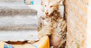 Matted And Frightened Husky Hides In A Corner Refusing To Move Matted And Frightened Husky Hides In A Corner Refusing To Move