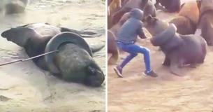 Courageous Man Takes Off Tire Stuck On Sea Lion's Neck Courageous Man Takes Off Tire Stuck On Sea Lion's Neck
