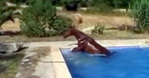 Vizinhos não acreditavam na história do ritual diário do cavalo do homem, então ele o capturou em vídeo Vizinhos não acreditavam na história do ritual diário do cavalo do homem, então ele o capturou em vídeo