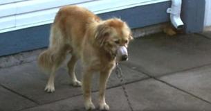 Una pareja descubre un perro con la boca tapada con cinta adhesiva, para salvarlo irrumpen en el patio trasero del vecino Una pareja descubre un perro con la boca tapada con cinta adhesiva, para salvarlo irrumpen en el patio trasero del vecino