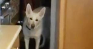 Une propriétaire est surprise avec une douzaine de chiots de son berger allemand Une propriétaire est surprise avec une douzaine de chiots de son berger allemand