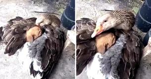 El perrito abandonado se estaba congelando en la calle, hasta que un ganso decidió darle calor El perrito abandonado se estaba congelando en la calle, hasta que un ganso decidió darle calor