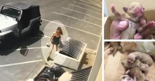 Lawyer For Woman Who Dumped 7 Newborn Pups In Trash Argues ‘Puppies Aren’t People’ Lawyer For Woman Who Dumped 7 Newborn Pups In Trash Argues ‘Puppies Aren’t People’
