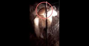 Una mujer sale afuera antes de irse a dormir y se encuentra a un perro desconocido montando a su miniponi Una mujer sale afuera antes de irse a dormir y se encuentra a un perro desconocido montando a su miniponi