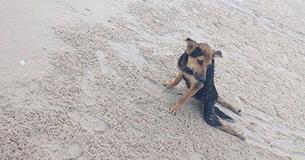 Uma cidade se recusa a salvar um cão paralisado até que uma turista o vê se arrastando pela praia Uma cidade se recusa a salvar um cão paralisado até que uma turista o vê se arrastando pela praia