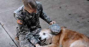 Elderly Dog Weeps When She Notices Soldier Has Returned Home Elderly Dog Weeps When She Notices Soldier Has Returned Home