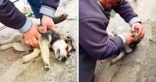 Man Will Not Stop Giving Stray Puppy CPR Until He Brings Him Back To Life Man Will Not Stop Giving Stray Puppy CPR Until He Brings Him Back To Life