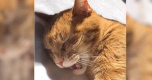 Le canta a su gato para que se duerma, pero el gatito también quiere cantar. ¡Qué ternura Le canta a su gato para que se duerma, pero el gatito también quiere cantar. ¡Qué ternura