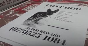 New Jersey Pizzeria Adds Lost Pet Flyers To 500 Pizza Boxes, Now Other Shops Are Doing It As Well New Jersey Pizzeria Adds Lost Pet Flyers To 500 Pizza Boxes, Now Other Shops Are Doing It As Well