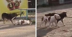 Kindhearted Stray Dog Sees A Pup Tied Up – Then Manages To Set Him Free Kindhearted Stray Dog Sees A Pup Tied Up – Then Manages To Set Him Free