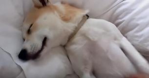 Cachorrinha se finge de morta quando o dono fala em ir ao veterinário Cachorrinha se finge de morta quando o dono fala em ir ao veterinário