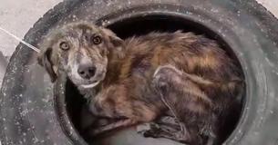 Cachorro que havia sido abandonado e estava dormindo em um pneu velho só quer saber de abraçar e beijar seu salvador Cachorro que havia sido abandonado e estava dormindo em um pneu velho só quer saber de abraçar e beijar seu salvador