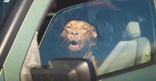 Heatwave Entails Deadly Danger For Dogs Left In Cars Heatwave Entails Deadly Danger For Dogs Left In Cars