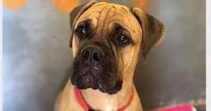 Um cão caminha 200 Km Um cão caminha 200 Km
