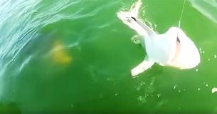 Un enorme mero de 227 kg se tragó un tiburón de un solo mordisco. ¡Fue increíble Un enorme mero de 227 kg se tragó un tiburón de un solo mordisco. ¡Fue increíble