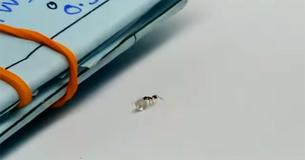 Esta hormiga fue capturada tratando de robarse un diamante de una joyería en Nueva York Esta hormiga fue capturada tratando de robarse un diamante de una joyería en Nueva York