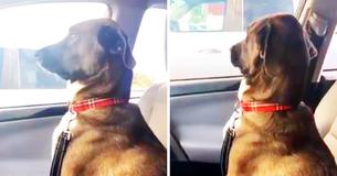 Pup Gives Owner The Cold Shoulder After She Collects Him From The Dentist Pup Gives Owner The Cold Shoulder After She Collects Him From The Dentist