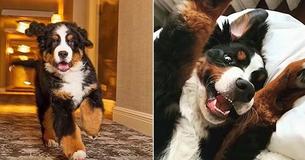 This Resort In Aspen Has Its Very Own Bernese Mountain Dog Who Will Tuck You In At Night This Resort In Aspen Has Its Very Own Bernese Mountain Dog Who Will Tuck You In At Night