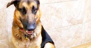 Un berger allemand Un berger allemand