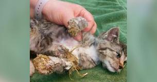 Encontraron a un gatito de 8 semanas con la cabeza y las garras cubiertas de espuma endurecida Encontraron a un gatito de 8 semanas con la cabeza y las garras cubiertas de espuma endurecida