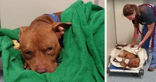 Un gentil pitbull avec un passé difficile veut être mis au lit tous les soirs au refuge pour animaux Un gentil pitbull avec un passé difficile veut être mis au lit tous les soirs au refuge pour animaux