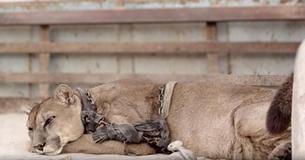 Un Lion qui a été enfermé pendant des décennies pour se produire au cirque a eu une réaction étonnante quand il a été libéré Un Lion qui a été enfermé pendant des décennies pour se produire au cirque a eu une réaction étonnante quand il a été libéré