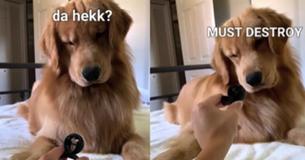 One Golden Retriever's Reaction To A Hair Clip Along With His Adorable One Golden Retriever's Reaction To A Hair Clip Along With His Adorable