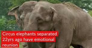 Circus Elephants Got Separated, Finally Reunited With Each Other 22 Years Later Circus Elephants Got Separated, Finally Reunited With Each Other 22 Years Later