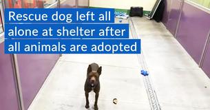 Two-Year-Old Pit Bull Who Is Two-Year-Old Pit Bull Who Is