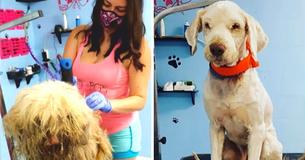 Une toiletteuse sympathique ouvre son salon au milieu de la nuit, pour donner à un chiot errant un relooking urgent Une toiletteuse sympathique ouvre son salon au milieu de la nuit, pour donner à un chiot errant un relooking urgent