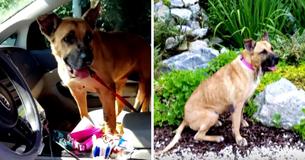 Une femme se présente dans un refuge pour animaux et demande le chien le plus âgé et le plus négligé. Elle finit par rentrer chez elle avec deux chiens. Une femme se présente dans un refuge pour animaux et demande le chien le plus âgé et le plus négligé. Elle finit par rentrer chez elle avec deux chiens.