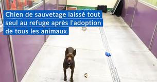 Un pit Bull de deux ans qui est Un pit Bull de deux ans qui est