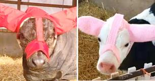 Farmer Makes Earmuffs For His Calves To Keep Them Warm Farmer Makes Earmuffs For His Calves To Keep Them Warm