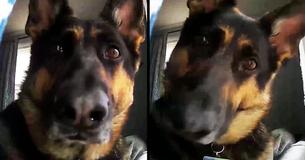 Home Security Camera Records Hilarious Footage Of Guard Dog Home Security Camera Records Hilarious Footage Of Guard Dog