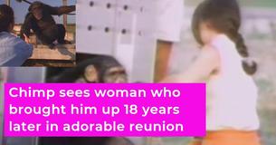 Woman Raised Chimps - 18 Years Later, They Reunite Woman Raised Chimps - 18 Years Later, They Reunite