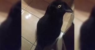 Most People See A Black Crow In This Picture – But What Is It Really? Most People See A Black Crow In This Picture – But What Is It Really?