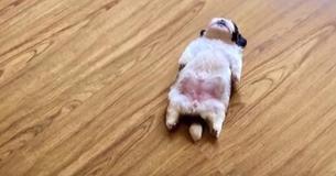 Introducing This Litte Puppy Who Likes To Sleep On His Back Like A Human Introducing This Litte Puppy Who Likes To Sleep On His Back Like A Human