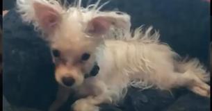 Une chienne avec des besoins spéciaux a été abandonné dans un bar parce que quelqu'un ne voulait pas d'elle Une chienne avec des besoins spéciaux a été abandonné dans un bar parce que quelqu'un ne voulait pas d'elle