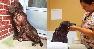 Homeless Dog Never Had A Bath Before — Her Reaction To Being Pampered For The First Time Is Heartwarming Homeless Dog Never Had A Bath Before — Her Reaction To Being Pampered For The First Time Is Heartwarming