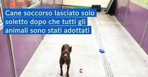 Pit Bull di 2 anni, un cane Pit Bull di 2 anni, un cane