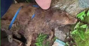 17-Year-Old Deaf Dog Found In Crevasse After Spending 4 Days Lost In Sleeping Giant Park 17-Year-Old Deaf Dog Found In Crevasse After Spending 4 Days Lost In Sleeping Giant Park