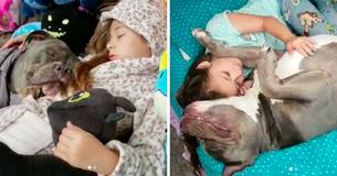 A Sweet Pit Bull Can't Sleep Without His Little Girl By His Side A Sweet Pit Bull Can't Sleep Without His Little Girl By His Side