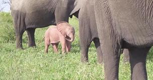Disney-Like Scenes As Rare Pink Elephant Is Discovered In South Africa Disney-Like Scenes As Rare Pink Elephant Is Discovered In South Africa