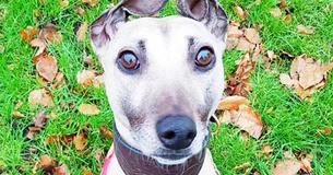 Britain's Loneliest And Most Miserable Dog Spends 901 Days Longing For 'Forever Home' Britain's Loneliest And Most Miserable Dog Spends 901 Days Longing For 'Forever Home'