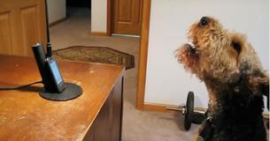 Cute Dog Rings His Mom While She's At Work Because It Misses Her Cute Dog Rings His Mom While She's At Work Because It Misses Her