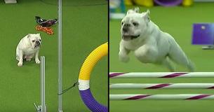 Bulldog Exceeds All Expectations And Absolutely Smashes Speed And Agility Contest At Dog Show Bulldog Exceeds All Expectations And Absolutely Smashes Speed And Agility Contest At Dog Show