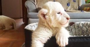 Rare White Lion Cubs Revealed In France Rare White Lion Cubs Revealed In France