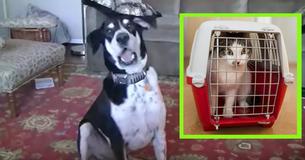 Man Tells His Dog He Bought A Kitten – Dog Has Crazy Reaction Man Tells His Dog He Bought A Kitten – Dog Has Crazy Reaction