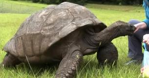 Jonathan The Tortoise Marks 187th Birthday As He Continues To Hold Record As 'Oldest Living Animal On The Planet' Jonathan The Tortoise Marks 187th Birthday As He Continues To Hold Record As 'Oldest Living Animal On The Planet'